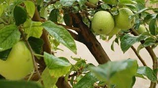 Harvesting Apple Tree in my little Garden   #appletrees #applejuicerecipe #apple