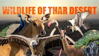 Wildlife of Thar Desert | Wildlife Documentary