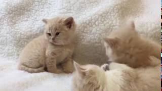 Gatitos british shorthair crema