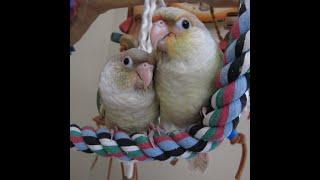 Video #5 -- Pineapple Turquoise Green Cheek Conure Babies