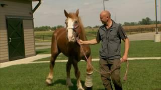 The Centaur Equine Specialty Hospital