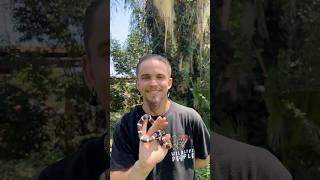 California Kingsnake Baby and Adult!  #wildlife #nature #education #snake #baby #adorable