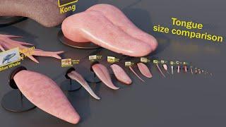 Tongue size comparison #animals