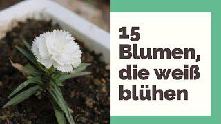 Weiße Blumen: 15 Blumen, die weiß blühen