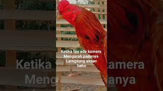 pamer bodi sobatku,,,,,,,salam satu hobi