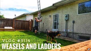 WEASELS AND LADDERS | My Trucking Life | Vlog #3114