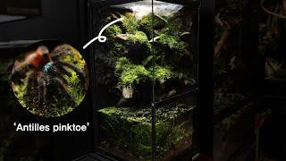 How to make a 'Tree-dwelling Tarantula' Paludarium | 나무 위에 사는 타란툴라 팔루다리움 만들기