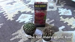 Plant Haul! Mini Cinnamon Opuntia, Mammillaria & Goji Berry Bush