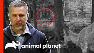 Sasquatch Creeping Up On Prey Is Captured By Hidden Camera | Finding Bigfoot