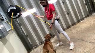 Maria The Dog Trainer & Xena 5/19/2021