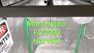 Mars Hydro FC 3000 Harvest in 3'x3'