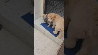 Potty Training Little Lily : My 3-month old Gentle Giant Poodle