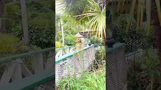 Timon escapes the jungle at Disneyland Paris