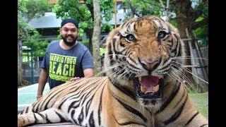 Tiger Park Pattaya | Thailand Series | Whats Happen's in the end will give you goosebumps...!!!