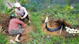 Single mother and young engineer catch cobras to help people | Pham Thanh - Single Mom