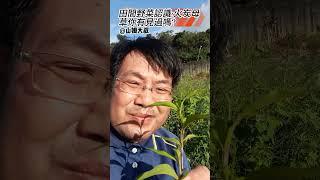 認識田間野菜:火炭母草! #農事體驗 #體驗簡單的生活 #農村生活