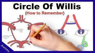 Circle of Willis Mnemonic (How to remember)