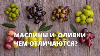 Чем отличаются маслины и оливки?