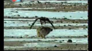 Golden eagle vs wolves, golden eagle killing more grey wolves.