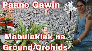 EP 149 | PROVINCE LIFE PHILIPPINES | MABULAKLAK NA GROUND ORCHIDS | PAANO GAWIN | LadyLeovlog