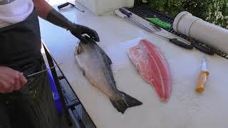 Filleting an Atlantic Salmon Rib-in