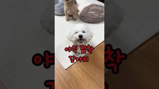 야식 집착 강아지 #성우김서영 #조이앤릴리 #강아지