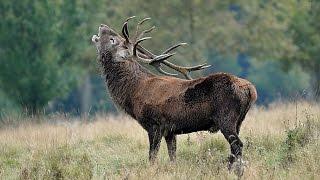 Roaring Red Deer Stag....