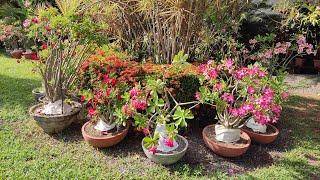 QUINTAL DE ROSAS DO DESERTO GIGANTES UM SONHO DE LINDAS 