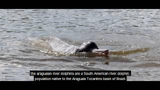 river dolphin is a polyphyletic group of fully aquatic mammals that reside exclusively in freshwater