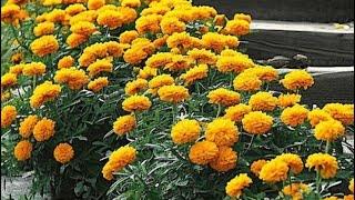 Beautiful Marigold Flower For Winter