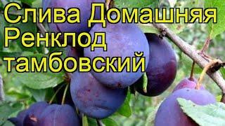 Слива домашняя Ренклод тамбовский. Краткий обзор, описание характеристик