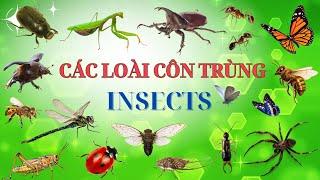 Các Loài Côn Trùng| Insects| Dạy bé các loài côn trùng| Ong, bướm, bọ ngựa, bọ hung, bọ rùa, kiến