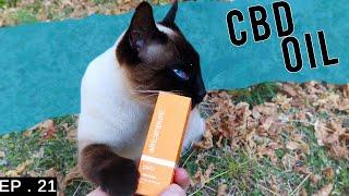 Does your cat need CBD oil