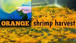 Orange Neocaridina Shrimp Farm Harvest