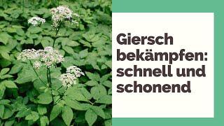 Giersch bekämpfen: schnell und schonend