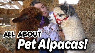 Alpaca Basics for New Owners