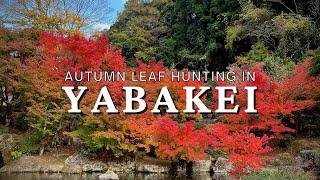 Cycling and Autumn Leaf Hunting in Yabakei, Japan