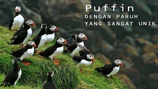 Puffin Atlantik: Fratercula Arctica adalah burung berbulu hitam dan putih yang menyerupai penguin.