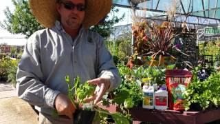 Civano Nursery - Time to plant veggies!