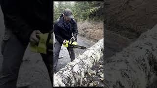 Ryobi 14" 40v cordless chainsaw - cutting fallen tree