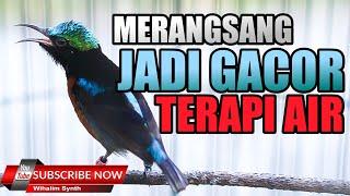 TERAPI KONIN AGAR CEPAT GACOR ! FULL AUDIO PIKAT DAN TERAPI AIR - PANCINGAN MASTERAN KONIN BUNYI