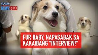 Fur baby, napasabak sa kakaibang "interview!" | GMA Integrated Newsfeed