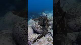 Meet the Wobbegong: A Carpet Shark on the Move!  #protectmarinelife