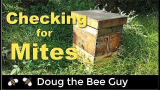 How to check for varroa mites in a beehive