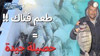 صيد اسماك الشرغو الكبيرة بالطعم الذي لاتقاومه الاسماك - #صيد #صيدسمك #ملتقى_الرياس #fishing #maroc