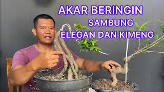 Bahan Bonsai Akar Beringin Sambung Elegan dan Kimeng