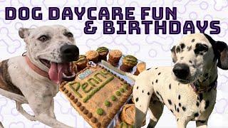 Doggy Daycare FUN | Penny the Dalmatian Turns 3