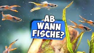 WANN FISCHE IN NEUES AQUARIUM SETZEN | Ammonium (NH4) & Nitrit (NO2) messen | Aqua Update