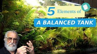 5 ELEMENTS OF A BALANCED AQUARIUM - FATHER FISH || FOREVER AQUARIUMS