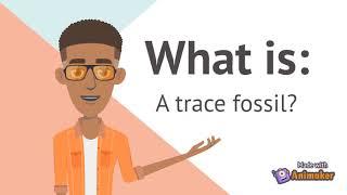 What is a trace fossil? Dinosaur tracks.